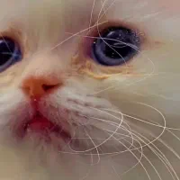 واگذاری توله گربه های اسکاتیش (بازدید حضوری )