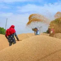 گندم جو چغندر