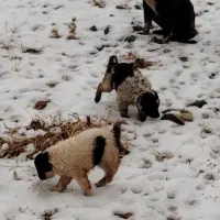 سگ ماده|سگ|شیراز, گویم|دیوار