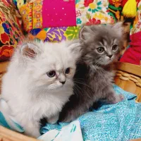 بچه گربه پرشین خانگی|گربه|کرج, بنیاد|دیوار