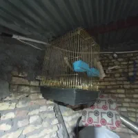 فروش قفسه پرنده|لوازم جانبی حیوانات|لاران, |دیوار