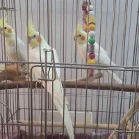 عروس هلندی نر و ماده