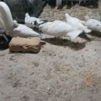 سارنروماده|پرنده|تربتحیدریه, قاسم آباد|دیوار