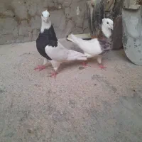 طوقی|پرنده|اهواز, آریاشهر|دیوار