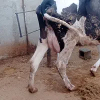 گاو
