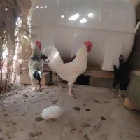 خروس سفید خالص|پرنده|فراشبند, |دیوار