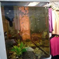 سلام ماهی  قوپی