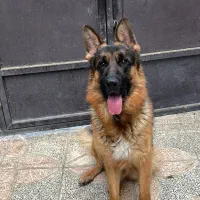 فروش سگ ( نژاد ژرمن ) شولاین|سگ|شهریار, شهریار|دیوار