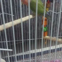 طوطی کوتوله برزیلی