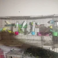 مرغ عشق با تخم و  5تا جوجه