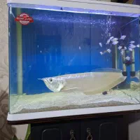 یک عدد ماهی آروانا سیلور