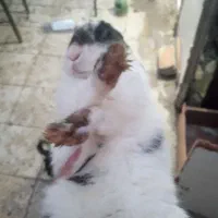 خرگوش خارجی|موش و خرگوش|قم, علی آباد|دیوار