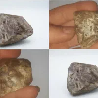فسیل جاندارماقبل تاریخ