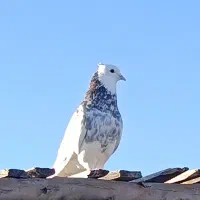 پرنده کبوتر توقی