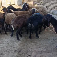 16راس گوسفند سونوگرافی شده ابستن|حیوانات مزرعه|سیمین شهر, |دیوار