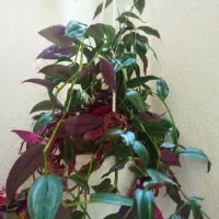 گل های زیبا مناسب روزمادر|گل و گیاه طبیعی|کرمانشاه, |دیوار