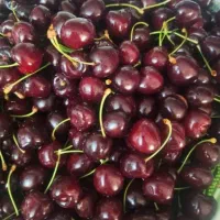 گیلاس تک دانه بهشتی بی نظیر