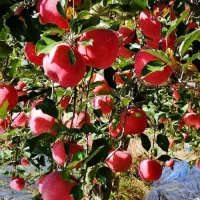 نهالستان گردو و بادام دیرگل و پربار پالیز|خدمات باغبانی و درختکاری|فلاورجان, |دیوار