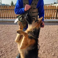 مربی و رفتار شناس سگ