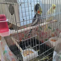 یک جفت عروس هلندی نروماده مولدباتجهیزات|پرنده|بیجار, |دیوار