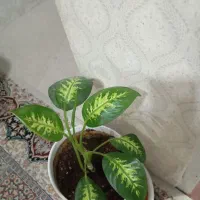 دوعددگل وگلدان