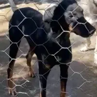 واگذاری دوبرمن نر عقیم شده|سگ|تهران, کرمان|دیوار