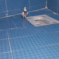 زوةاناا|پرنده|اهواز, شهرک اکباتان|دیوار