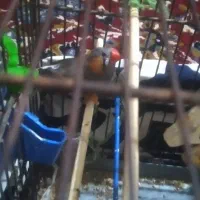 یک جفت فنچ نروماده