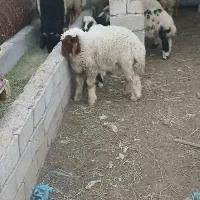 گوسفندنر