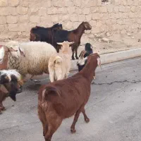 بز و بزغاله جوان مالچه