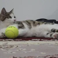 گربه|گربه|مشگین شهر, |دیوار