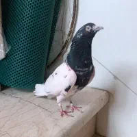کفتر پرشی