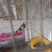 سره نر بخون|پرنده|تهران, بهمن یار|دیوار