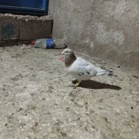 کبوتر|پرنده|برازجان, |دیوار