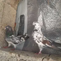کبوتر