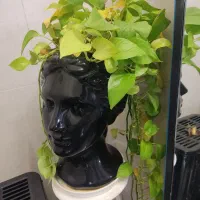 گل پتوس نئونی و گلدان و پایه