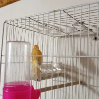 قناری نر بخون