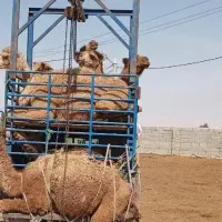 گوشت گوساله و ضعات و آلایش نر و ماده|حیوانات مزرعه|تهران, نیاوران|دیوار