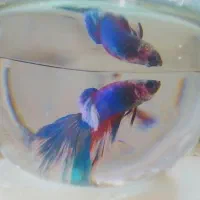 ماهی فایتر  نر|ماهی|تویسرکان, |دیوار