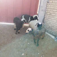 گوسفند پروار|حیوانات مزرعه|مرودشت, زنگی آباد|دیوار