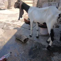 باسلام توتا بزباکستانی