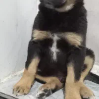 توله سگ روت وایلر|سگ|کرمانشاه, |دیوار