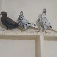 کبوتر دمسفید و کربلایی