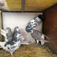 کفتر یا کبوتر|پرنده|شیراز, شهرک جماران|دیوار