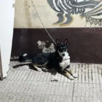 سگ هاسکی|سگ|گرگان, |دیوار