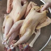 جوجه خروس محلی|حیوانات مزرعه|شیراز, شهرک سعدی|دیوار