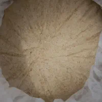 قناری، فنج، عروس، کوتوله، مرغ عشق