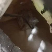 ابنما|مجسمه، تندیس، ماکت|ری, ظهیرآباد|دیوار