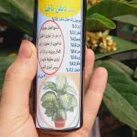 کود تقویتی گل آپارتمانی و قیم پتوس، خاک مخلوط|گل و گیاه طبیعی|رشت, پیرکلاچای|دیوار