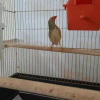 فنچ ستاره ای